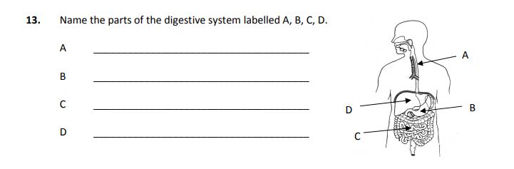 Name-the-parts-of-the-digestive-system-labelled-A,-B,-C,-D-Junior Cycle Home Economics-Question 13-2005.png