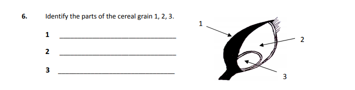 Identify-the-parts-of-the-cereal-grain-1,-2,-3.---------Junior Cycle Home Economics-Question 6-2007.png