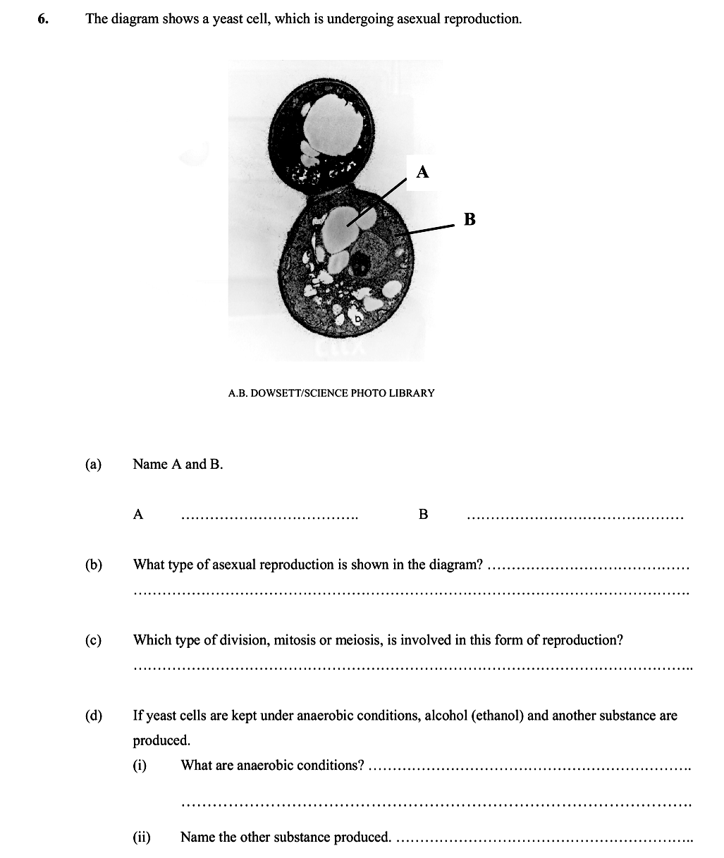 The-diagram-shows-a-yeast-cell,-which-is-undergoing-asexual-reproduction-Leaving Cert Biology-Question 6-2006.png