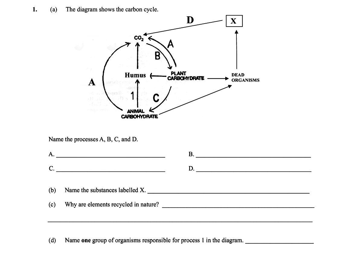 The-diagram-shows-the-carbon-cycle-Leaving Cert Biology-Question 1.-2010.png