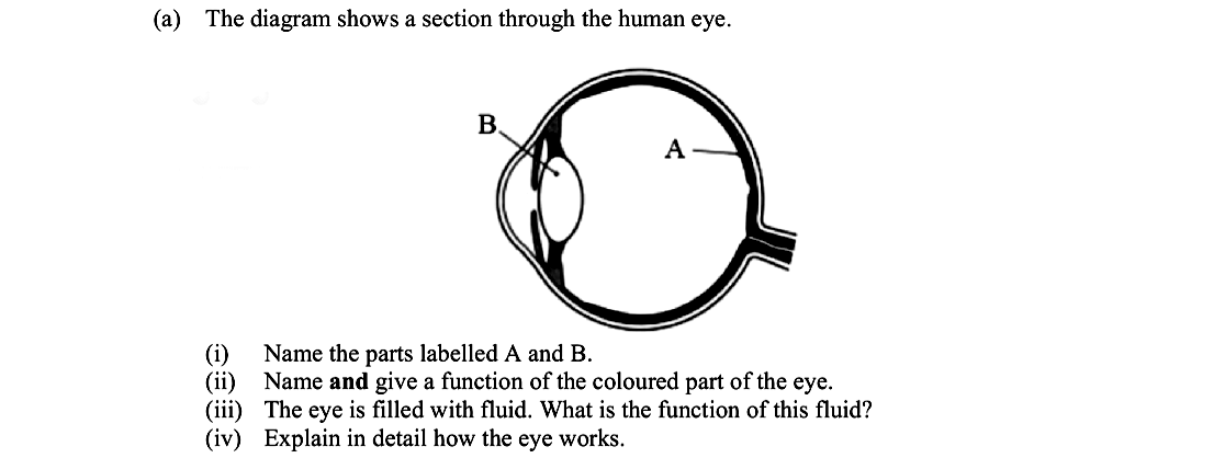 The-diagram-shows-a-section-through-the-human-eye-Leaving Cert Biology-Question a-2014.png
