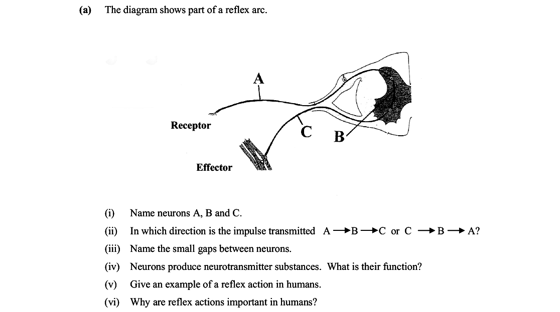 The-diagram-shows-part-of-a-reflex-arc-Leaving Cert Biology-Question a-2007.png