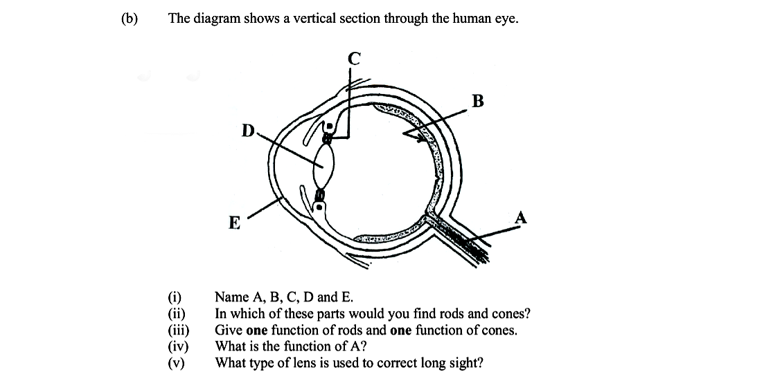 The-diagram-shows-a-vertical-section-through-the-human-eye-Leaving Cert Biology-Question 15(b)-2006.png