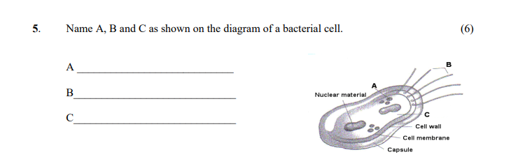 Name-A,-B-and-C-as-shown-on-the-diagram-of-a-bacterial-cell-Leaving Cert Home Economics-Question 5-2007.png
