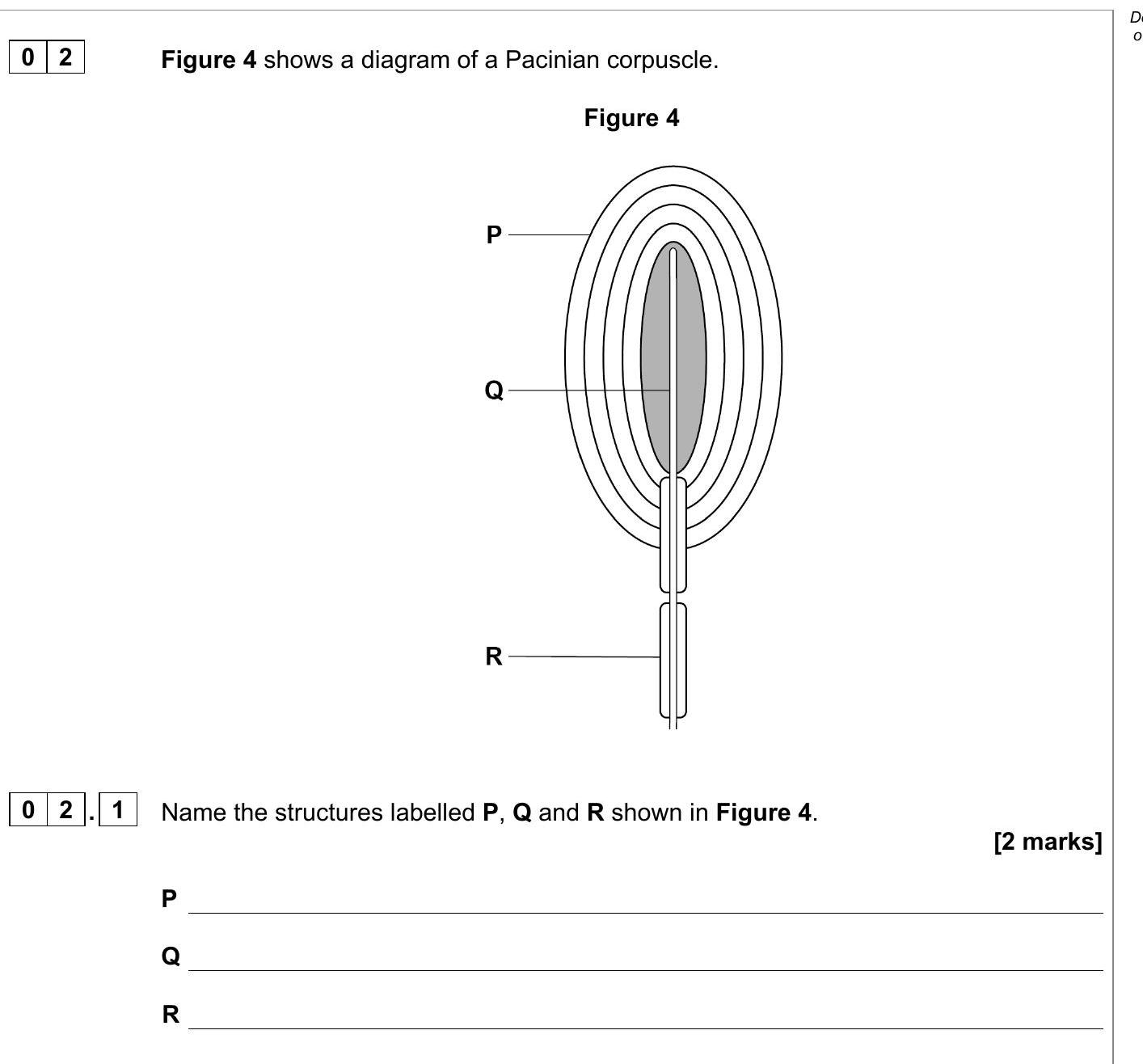 Name-the-structures-labelled-P,-Q-and-R-shown-in-Figure-4-AQA-A-Level Biology-Question 2-2022-Paper 1.png