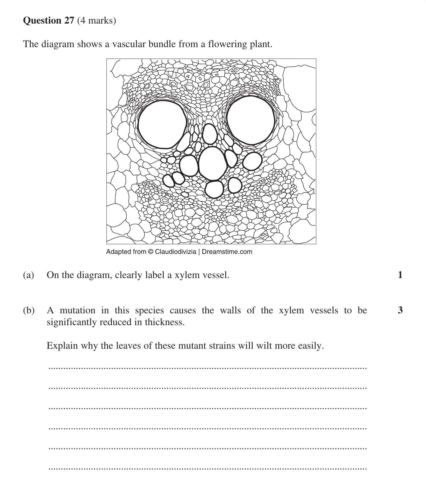 The-diagram-shows-a-vascular-bundle-from-a-flowering-plant-HSC-SSCE Biology-Question 27-2016-Paper 1.png
