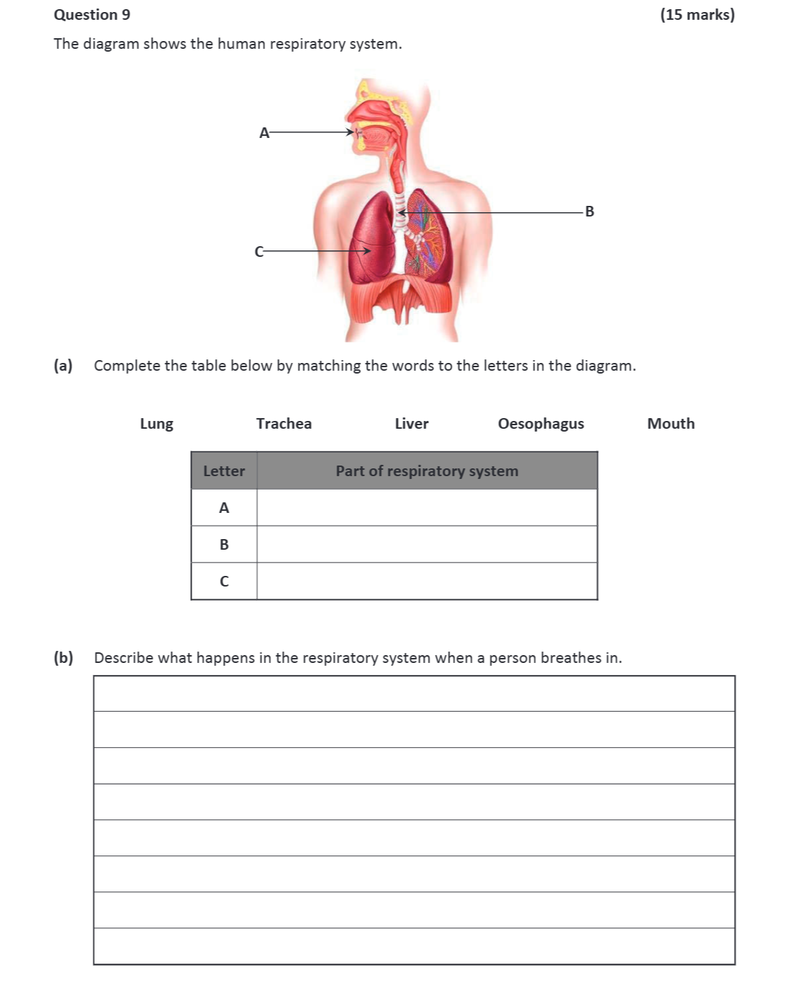 The-diagram-shows-the-human-respiratory-system-Junior Cycle Science-Question 9-2019.png