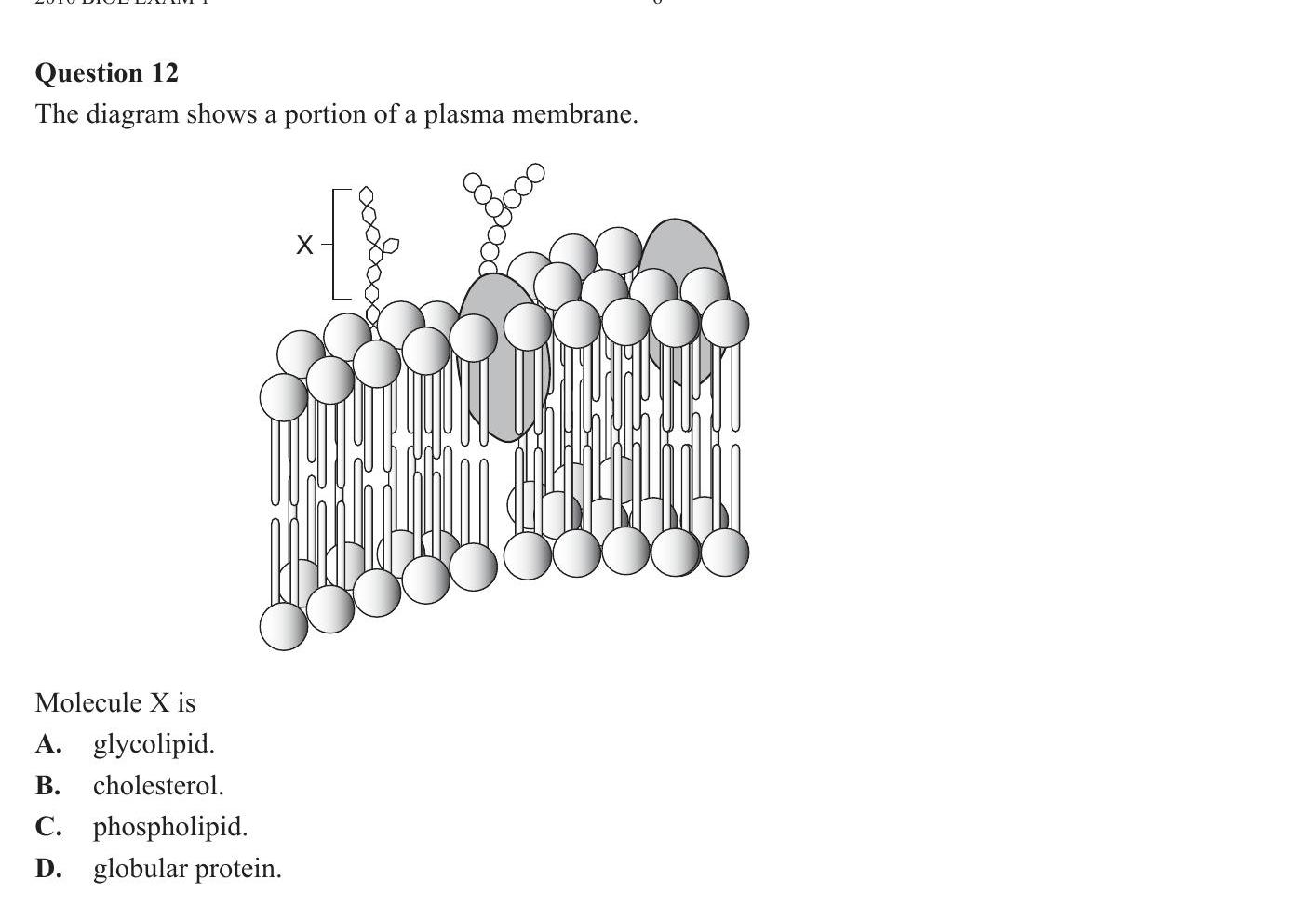 The-diagram-shows-a-portion-of-a-plasma-membrane-VCE-SSCE Biology-Question 12-2010-Paper 1.png