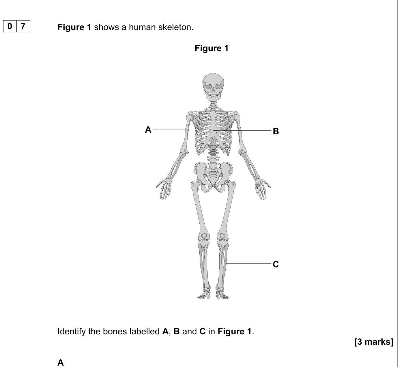 Figure-1-shows-a-human-skeleton-AQA-GCSE Physical Education-Question 7-2023-Paper 1.png