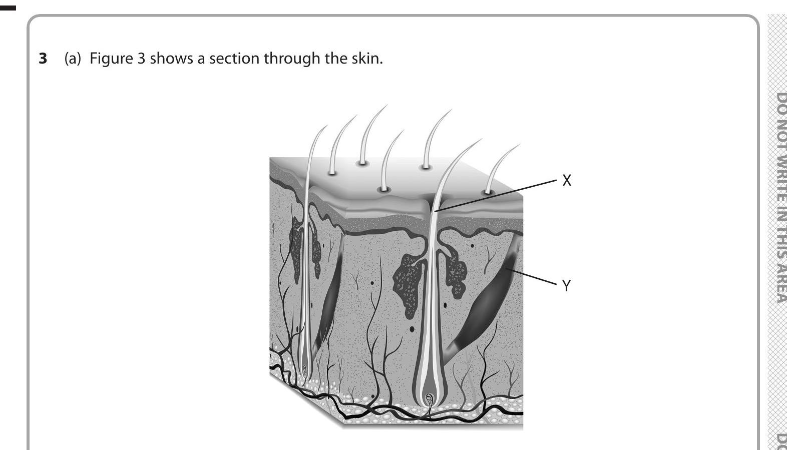 3-(a)-Figure-3-shows-a-section-through-the-skin-Edexcel-GCSE Biology-Question 3-2022-Paper 1.png