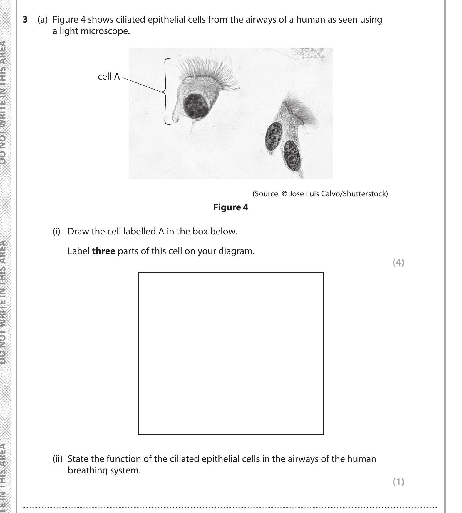Figure-4-shows-ciliated-epithelial-cells-from-the-airways-of-a-human-as-seen-using-a-light-microscope-Edexcel-GCSE Biology-Question 3-2021-Paper 1.png
