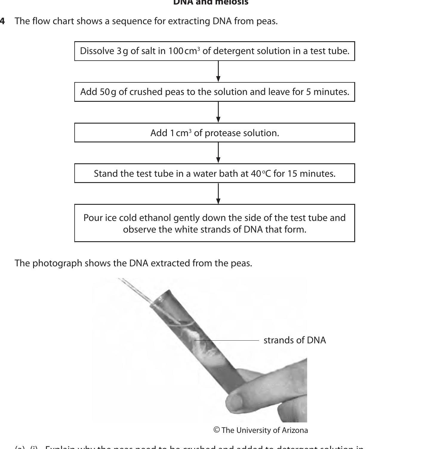 The-flow-chart-shows-a-sequence-for-extracting-DNA-from-peas-Edexcel-GCSE Biology-Question 4-2016-Paper 1.png