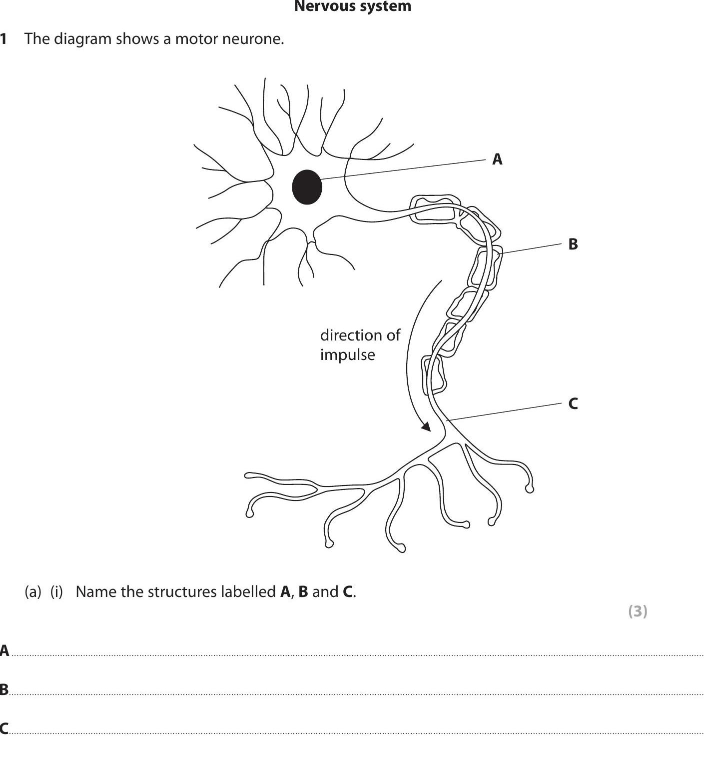 The-diagram-shows-a-motor-neurone-Edexcel-GCSE Biology-Question 1-2013-Paper 1.png