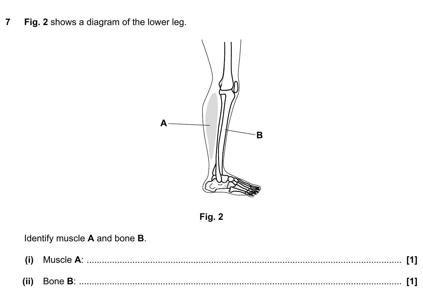 Fig.-2-shows-a-diagram-of-the-lower-leg-OCR-GCSE Physical Education-Question 7-2018-Paper 1.png
